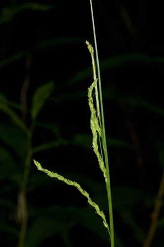 Carex roanensis #32